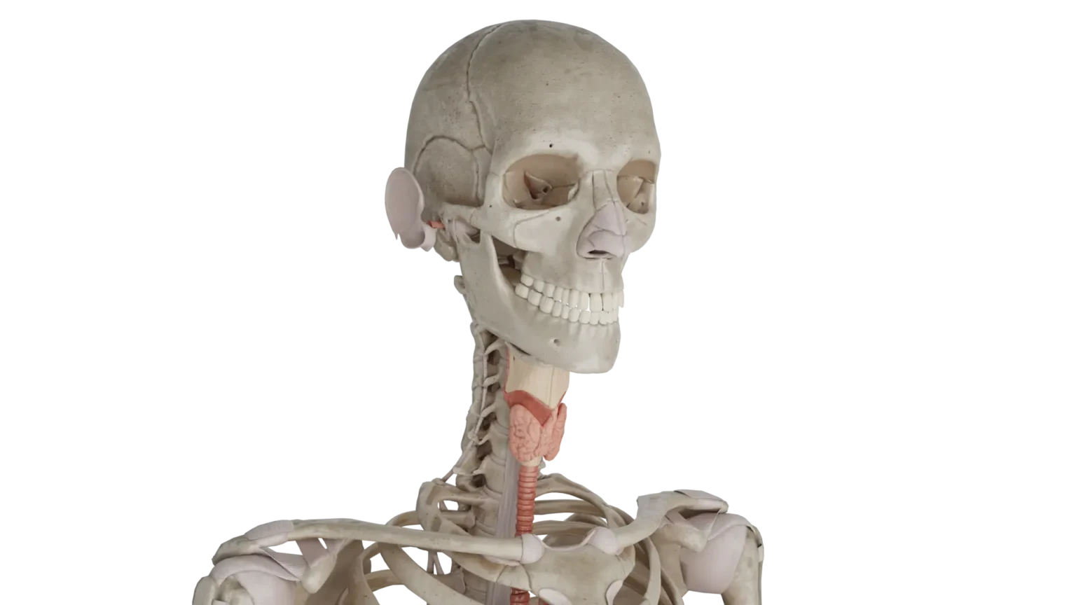 新版　頭頸部手術　カラーアトラス　Head &amp; Neck Surgery 41u2vc2lnVL._AC_SY200_QL15_.jpg